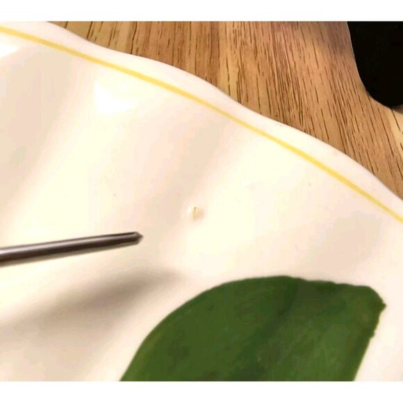 Blue Ridge Yellow Nocturne (Colonial) Dinner Plate, Southern Potteries, EUC - Picture 9 of 10